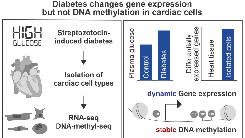 Diabetes changes gene expression but not DNA methylation in cardiac cells